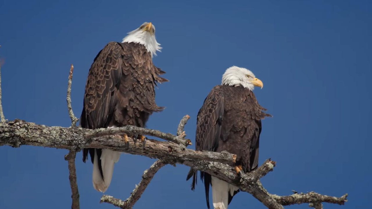 Still from Bald Eagles Are Returning to Pennsylvania Rivers